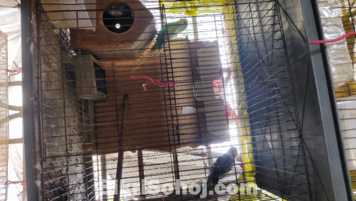 বাজরিগার পাখি